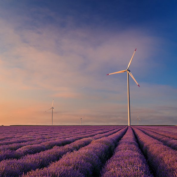Windenergieanlage auf Lavendelfeld