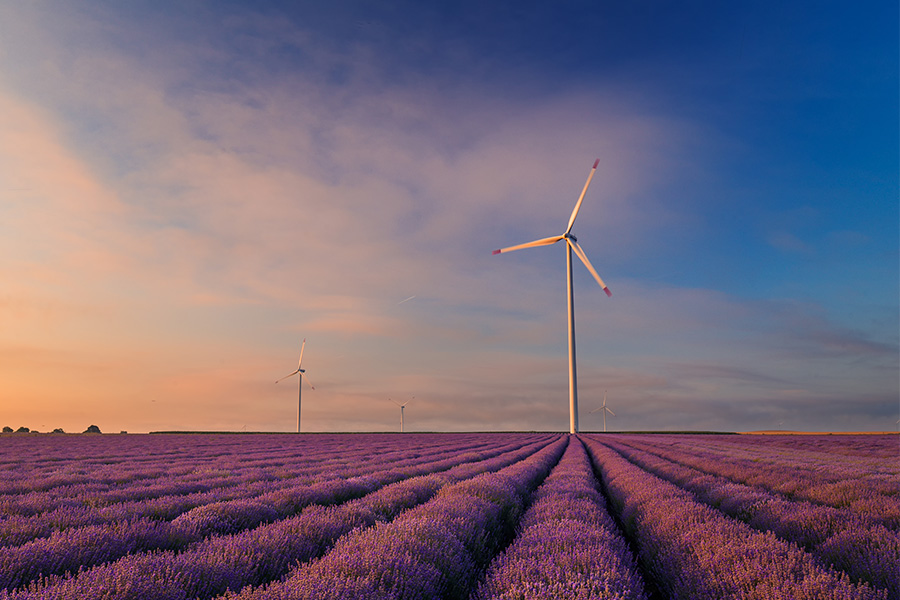 Windrad mit Lavendelfeld im Vordergrund